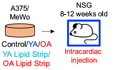 Cleanascite™ Cited In Study of Lipid-driven Influences in Tumor Microenvironments of Melanoma
